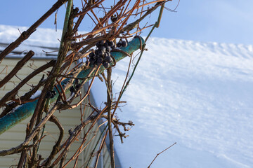 Vine branches with frozen grapes near a building under a clear winter sky