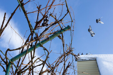 Birds flying near bare vines and a snowy roof under a clear sky in wintertime