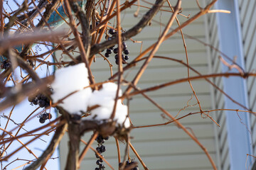 Grapevines with snow and winter background near a house during a sunny day