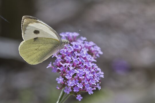 Cabbage butterfly (Pieris brassicae), Emsland, Lower Saxony, Germany