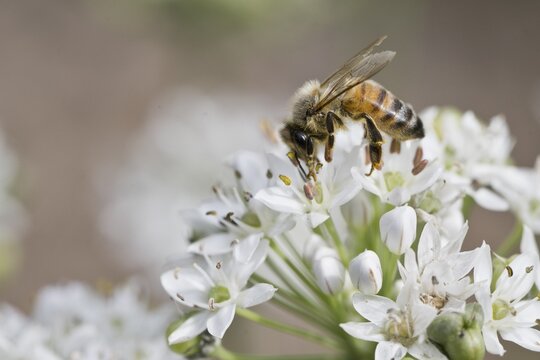 Honey bee (Apis mellifera), Emsland, Lower Saxony, Germany