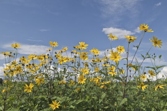 Jerusalem artichoke (Helianthus tuberosus), Emsland, Lower Saxony, Germany