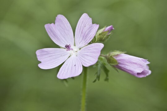 Musk mallow (Malva moschata), Emsland, Lower Saxony, Germany