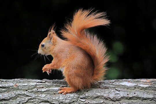 Squirrel (Sciurus vulgaris), adult, on tree trunk, Surrey, England, Great Britain