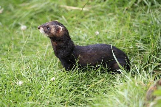 European polecat (Mustela putorius), adult, alert, in a meadow, Surrey, England, Great Britain