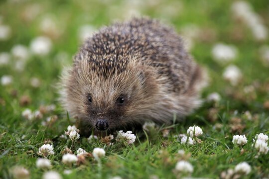 European hedgehog (Erinaceus europaeus), adult, daytime, meadow, foraging, Surrey, England, Great Britain