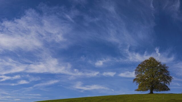 Common beech (Fagus sylvatica), in spring, solitary tree near Rieden am Forggensee, Ostallg&auml;u, Allg&auml;u, Bavaria, Germany