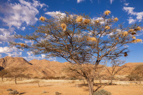 Tree and nests in the African savannah landscape