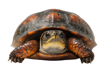 Close-up of a Turtle Against White Background