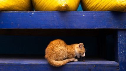  Ginger Kitten Resting on Blue Wooden Shelf © Sam Hayen