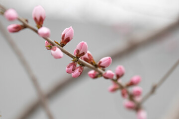 Promise of Peach Bloom, Peach blossom (Prunus persica)