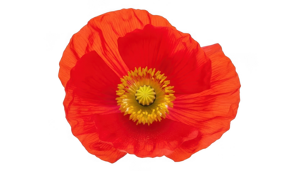 Beautiful red poppy flower isolated on transparent background
