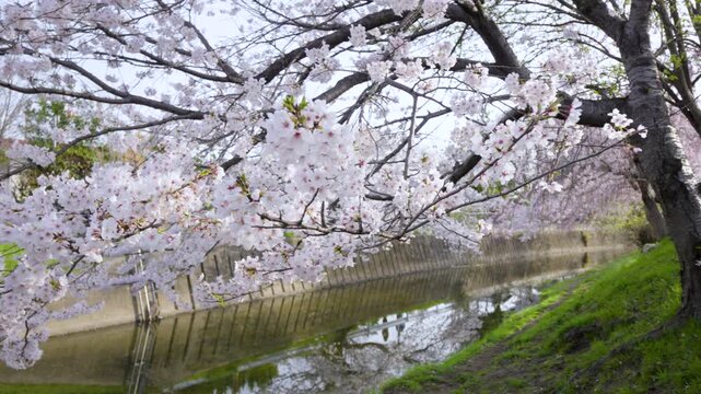 Early Morning Cherry Blossoms at Saho River, Nara - Gimbal Shot