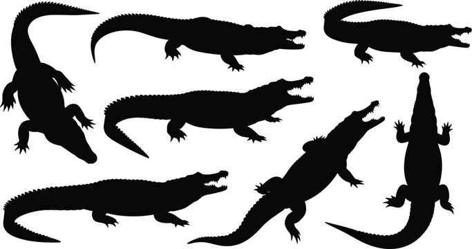 Crocodile, silhouettes, collection, reptile, wildlife, predator, animals, set, black, vector, illustration, isolated, nature, river, swamp, dangerous, species, design, stock, bundle