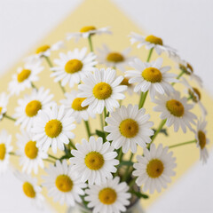 Fototapeta premium A panoramic photo of a summer daisy field, featuring white chamomile and yellow background