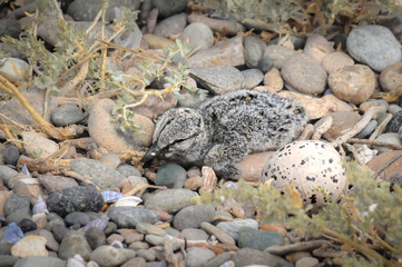 Pich&oacute;n y huevo de ostrero ave en nido.