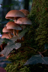 Schwefelkopf (Hypholoma spec.) im bunten Herbstwald auf Baum und Moos, nat&uuml;rliche Tageslichtstimmung, Pilzfotografie.