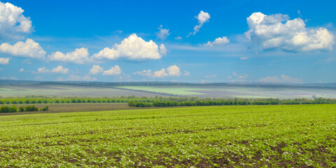 Fototapeta premium Field of young green sunflowers under a bright morning sun