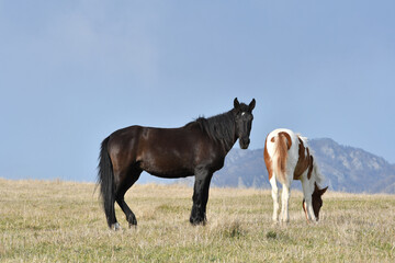 Obraz premium Horses in the meadow with mountains in the background