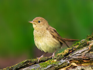 Nightingale or Luscinia luscinia perched on tree trunk over blurred green background. Nightingale is inconspicuous bird with the most beautiful song.
