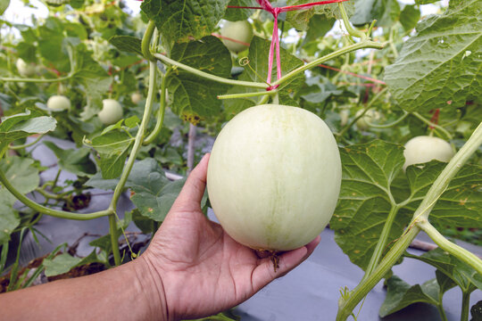 water gourd in hand holding, vegetable gourd plant, young plants, winter melon garden, wax gourd farm nature, marrow organic in the plantation, ash gourd farming, home gardening tropical of asian