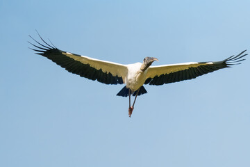 Obraz premium Wood Stork Flying Toward Camera with Wings Spread