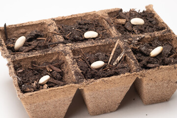 Bean Seeds Sitting on the Dirt in a Peat Pot Seed Starter