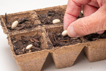 Close up of a Man Planting a Seed in a Peat Pot