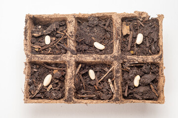 Close up of Seeds Sitting on the Dirt in a Peat Pot in Preparation for Planting