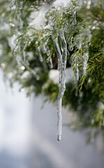 Ice-covered branches of fir tree after freezing rain. Natural frosted texture with soft light and blurred background, illustrating cold weather, frost, freezing rain, and winter nature concepts.