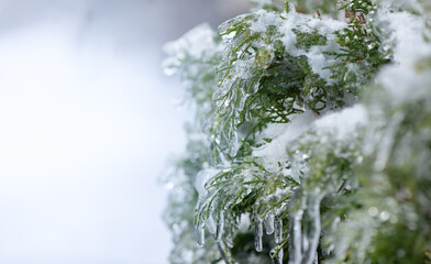 Ice-covered branches with green leaf after freezing rain. Natural frosted texture with soft light and blurred background, illustrating cold weather, frost, freezing rain, and winter nature concepts.