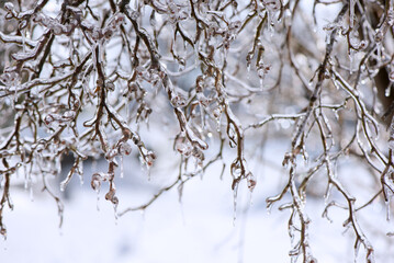 Ice-covered branches after freezing rain. Natural frosted texture with soft light and blurred background, illustrating cold weather, frost, freezing rain, and winter nature concepts.