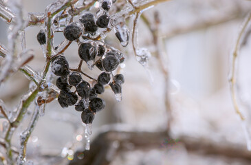 Ice-covered branches with berries after freezing rain. Natural frosted texture with soft light and blurred background, illustrating cold weather, frost, freezing rain, and winter nature concepts.