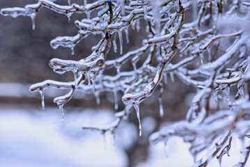 Ice-covered branches after freezing rain. Natural frosted texture with soft light and blurred background, illustrating cold weather, frost, freezing rain, and winter nature concepts.