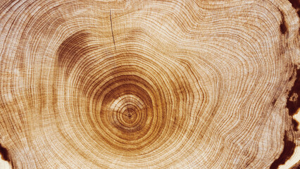 Close Up of Wooden Tree Rings with Natural Texture, Banner with tree rings at natural growth patterns and textures of wood. Circular lines and warm earthy tones, nature organic aesthetic background