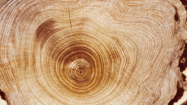 Close Up of Wooden Tree Rings with Natural Texture, Banner with tree rings at natural growth patterns and textures of wood. Circular lines and warm earthy tones, nature organic aesthetic background