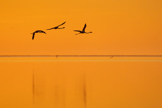 birds in the sky
