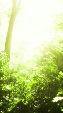 Tall slender tree rising through vibrant canopy light hopeful vertical silhouette for conservation messaging reforest and sustainable living concept imagery