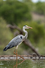 A grey heron standing at a waterhole with blurred green background, Greater Kruger. 