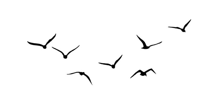 flock of birds silhouette isolated on transparent clear background