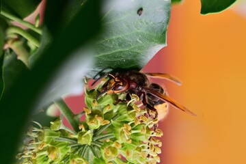 The hornet bites the bark of the tree and obtained the sweet sap
