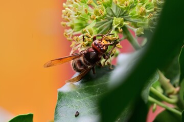 A hornet bites the sweet bark of a tree in the garden