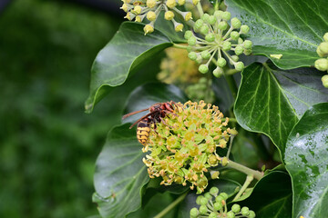 A hornet bites the sweet bark of a tree in the garden