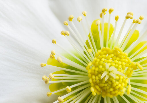 Hellebore Blossom, close up