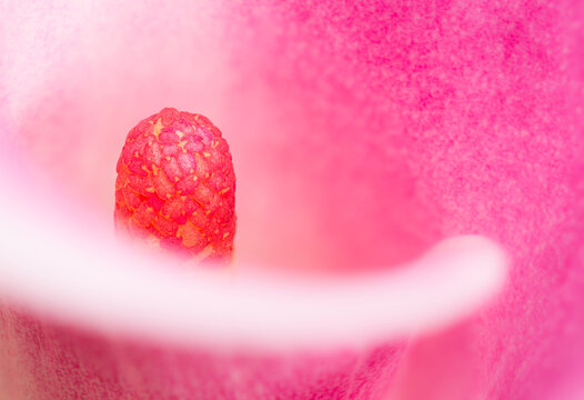 Calla lily Spadix