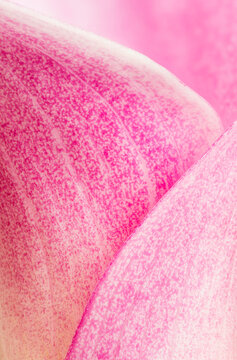 Calla lily spathe, closeup