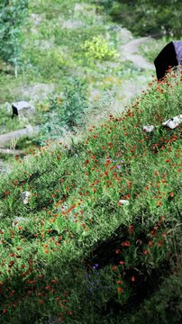 Wildflower slope with winding path and scattered rock, vivid poppies and grassy swathes framing gentle trail, ideal for botanical foraging, seasonal study,