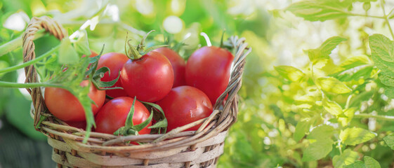 freshly harvested cherry tomatoes with leaf in a small wicker basket in garden on green background