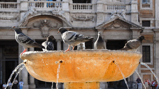 Urban wildlife in Rome. Pigeons on ancient stone fountain in the city historical center