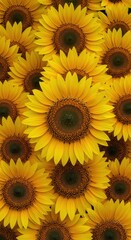 Obraz premium Vibrant yellow sunflower heads stacked closely, creating an overwhelming, layered floral background of golden summer blooms, close-up, gold petals, texture